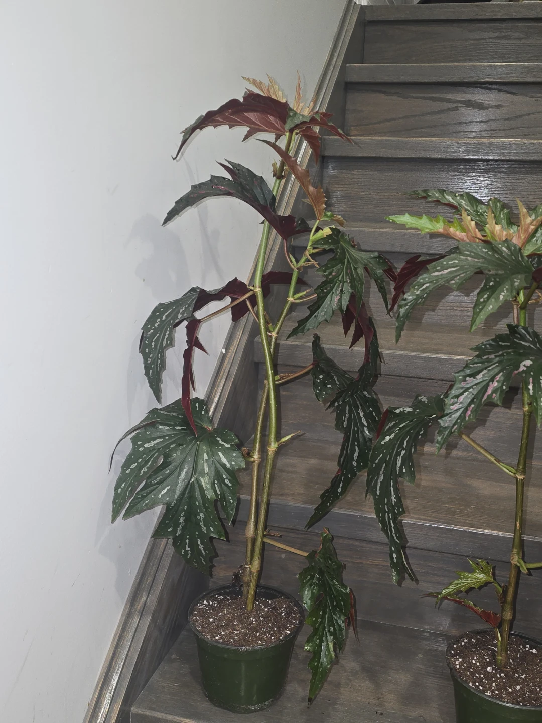 Angel wing begonia 6"pot - photo 3