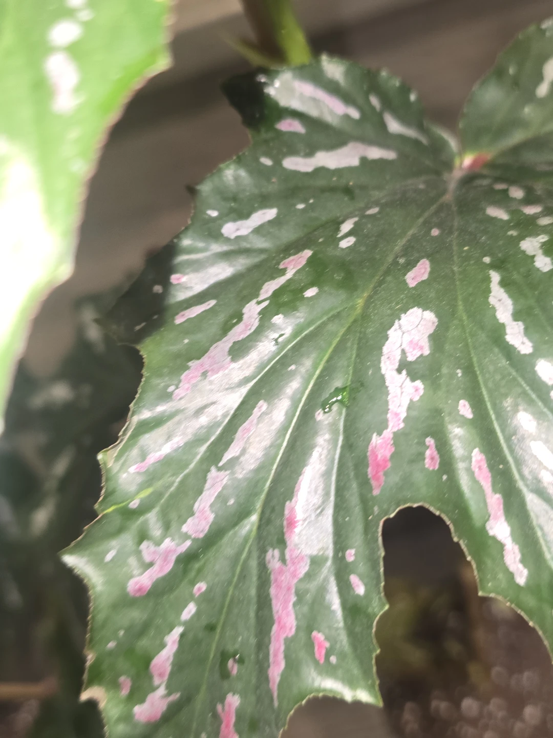 Angel wing begonia 6"pot - photo 4
