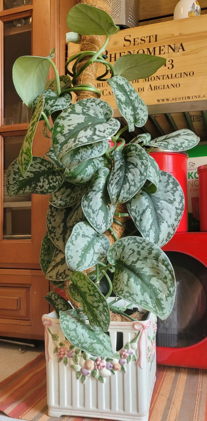 Scindapsus Pictus Argyraeus Plant - photo 2