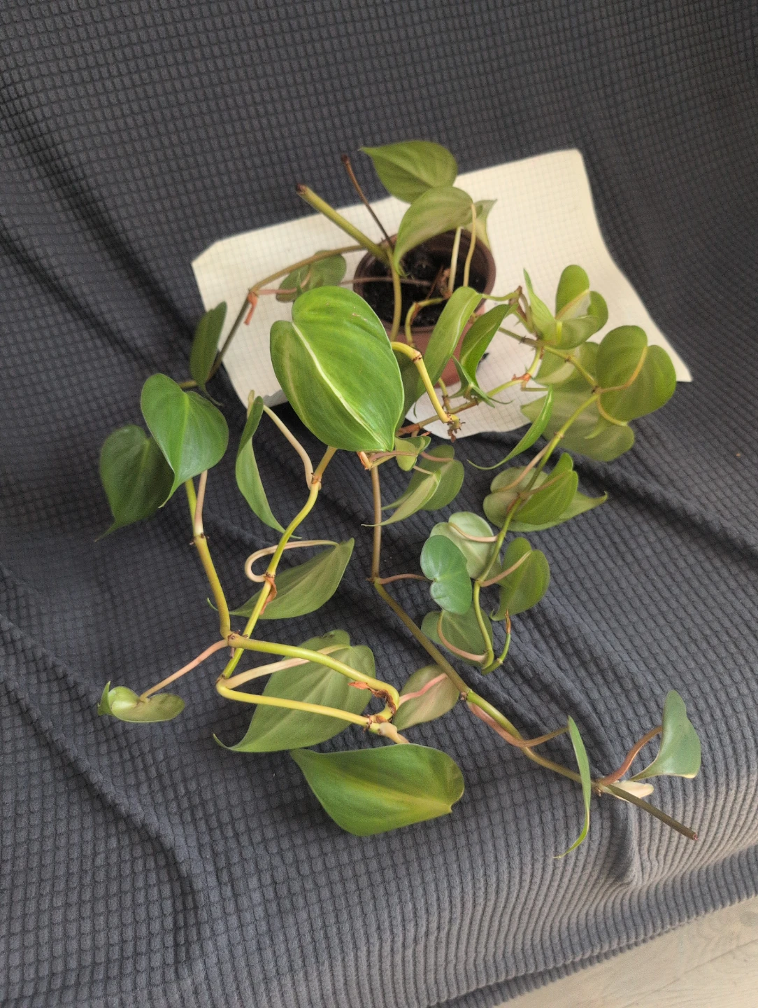 Heartleaf Philodendron Plant