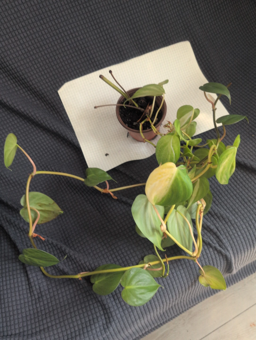 Heartleaf Philodendron Plant - photo 2