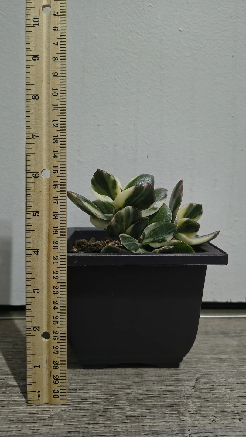 Variegated Jade Plant - photo 3
