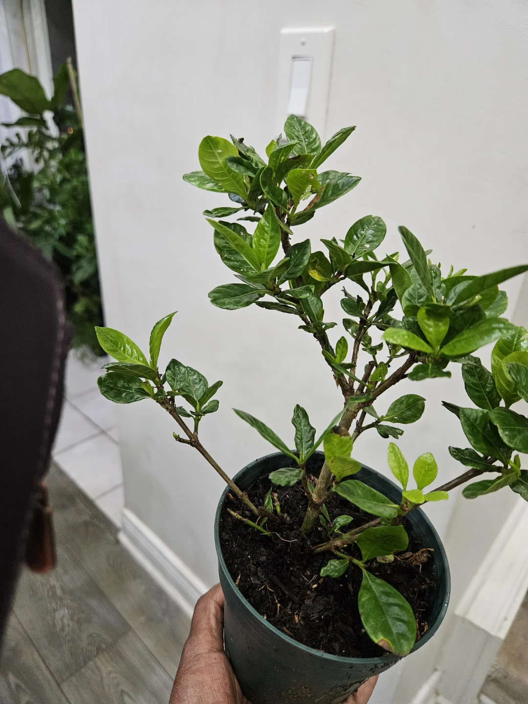 Gardenia Plant in 4" Pot🌱 - photo 2
