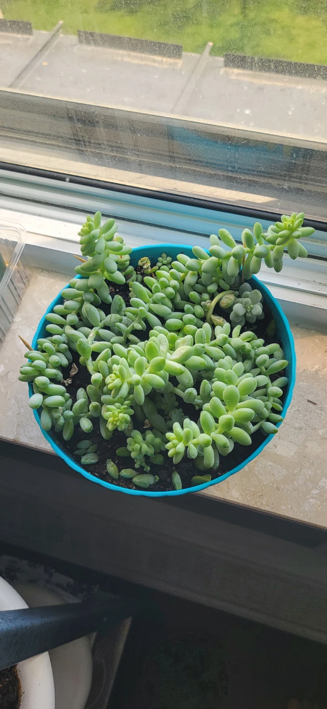 Three types of succulent in a cute pot - photo 2