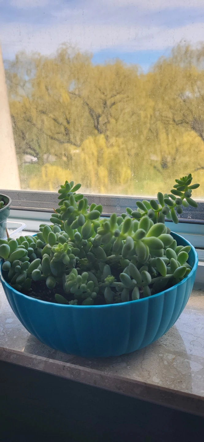 Three types of succulent in a cute pot - photo 3
