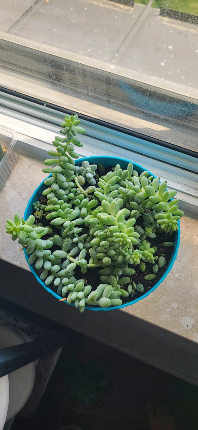 Three types of succulent in a cute pot - photo 4