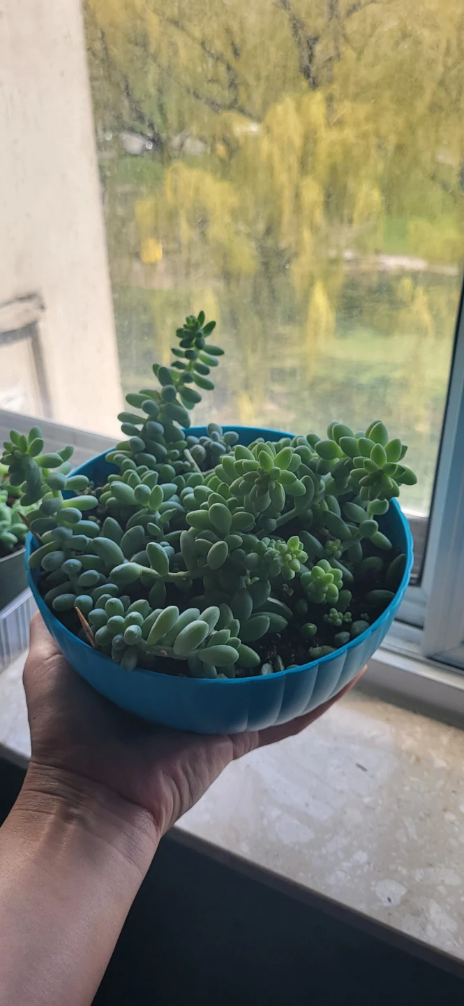 Three types of succulent in a cute pot - photo 5