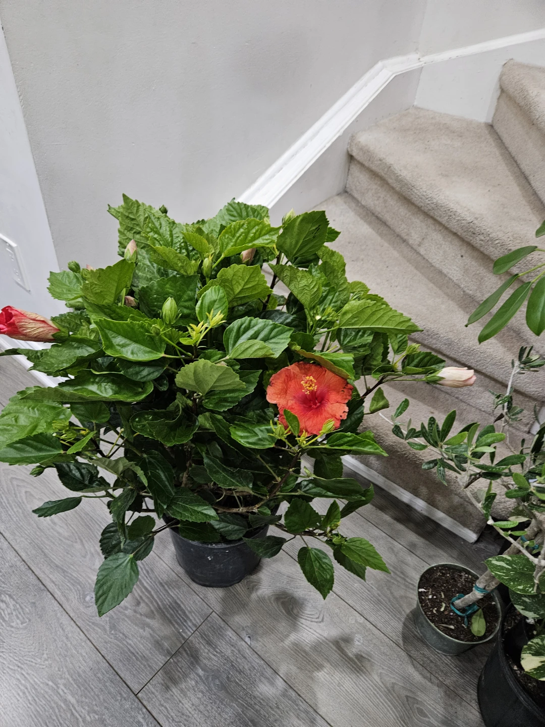Hibiscus Plant with Red and Pink Flowers