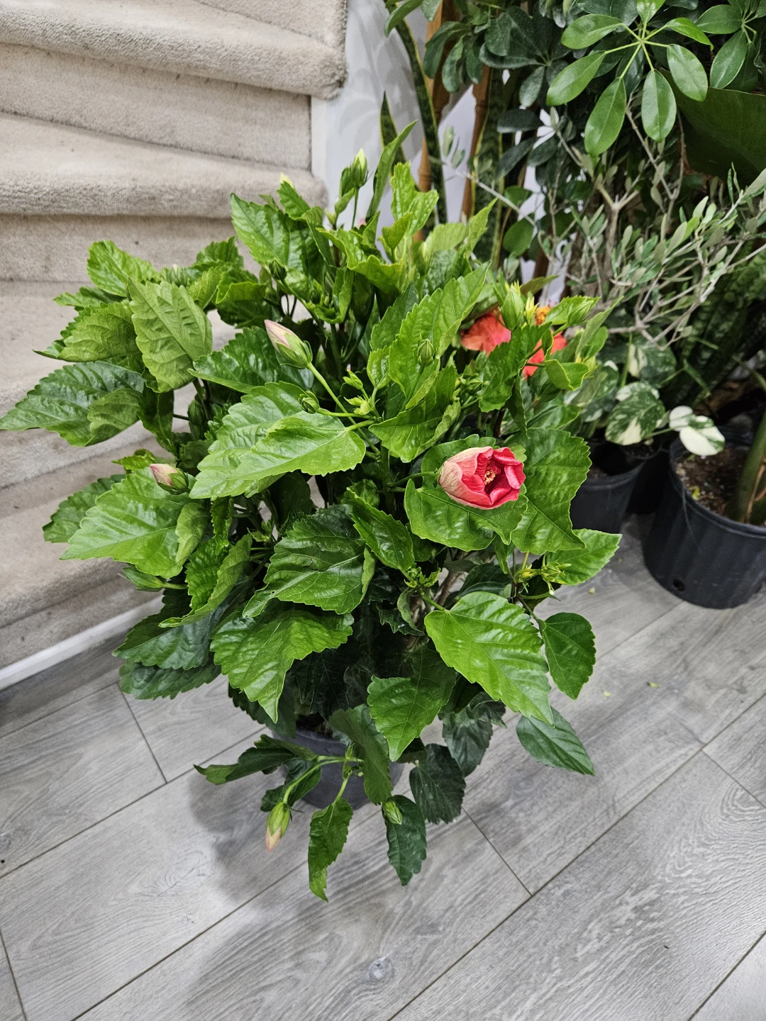 Hibiscus Plant with Red and Pink Flowers - photo 2