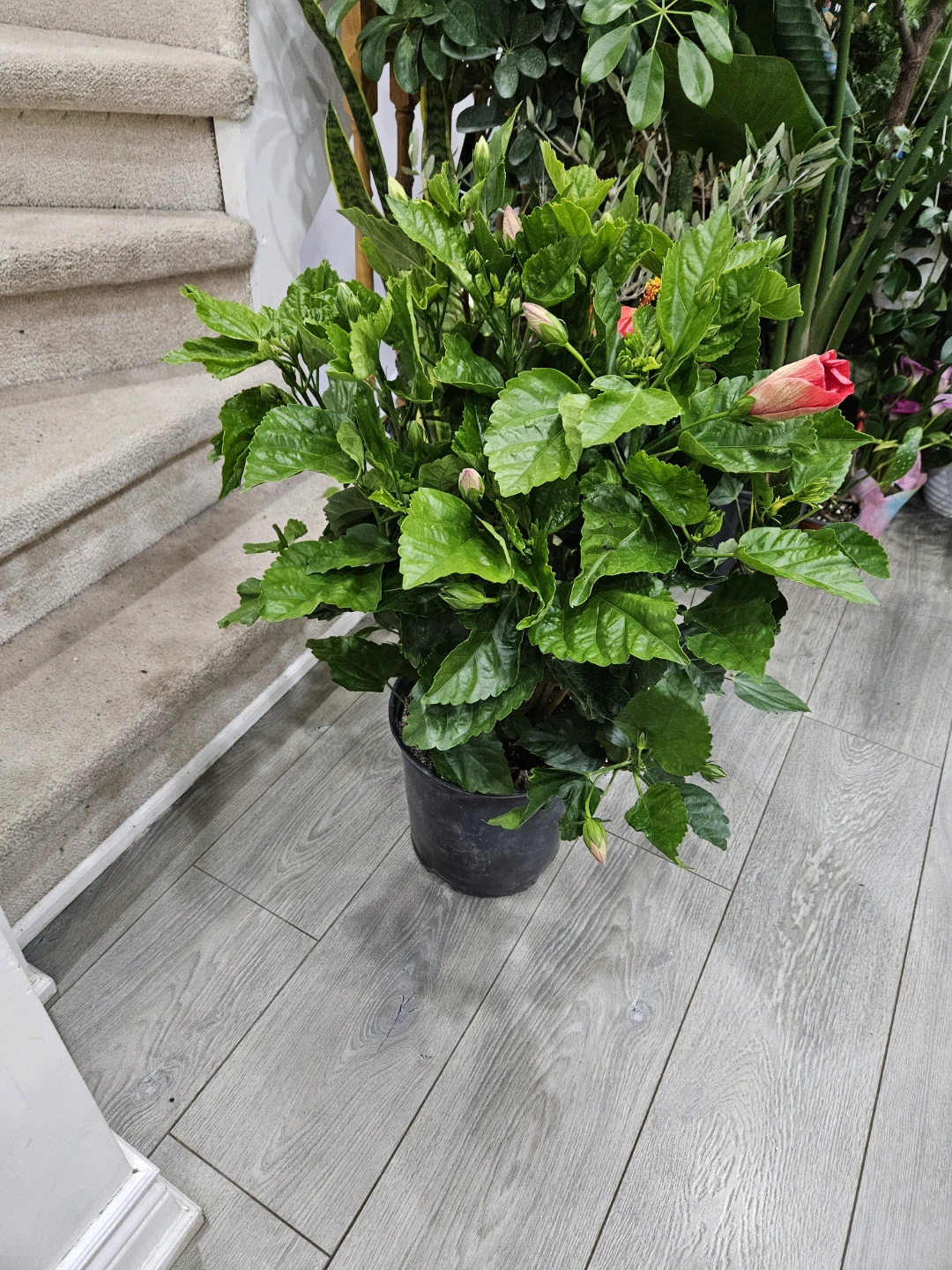 Hibiscus Plant with Red and Pink Flowers - photo 4