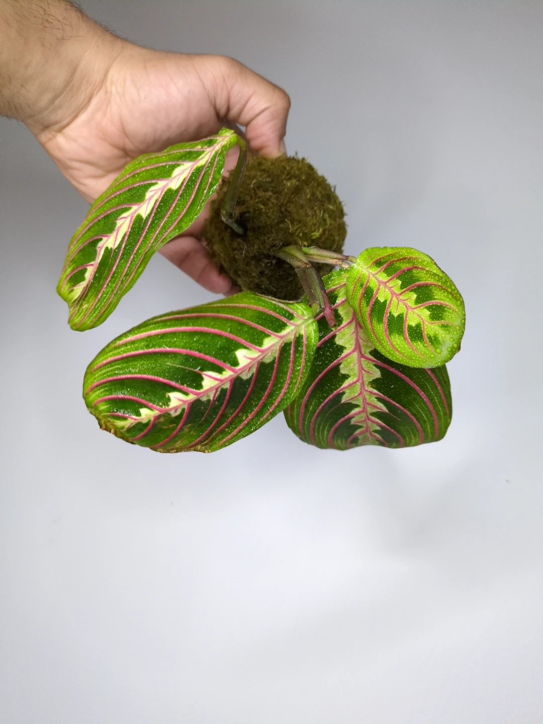 Maranta Prayer Plant Kokedama - photo 2