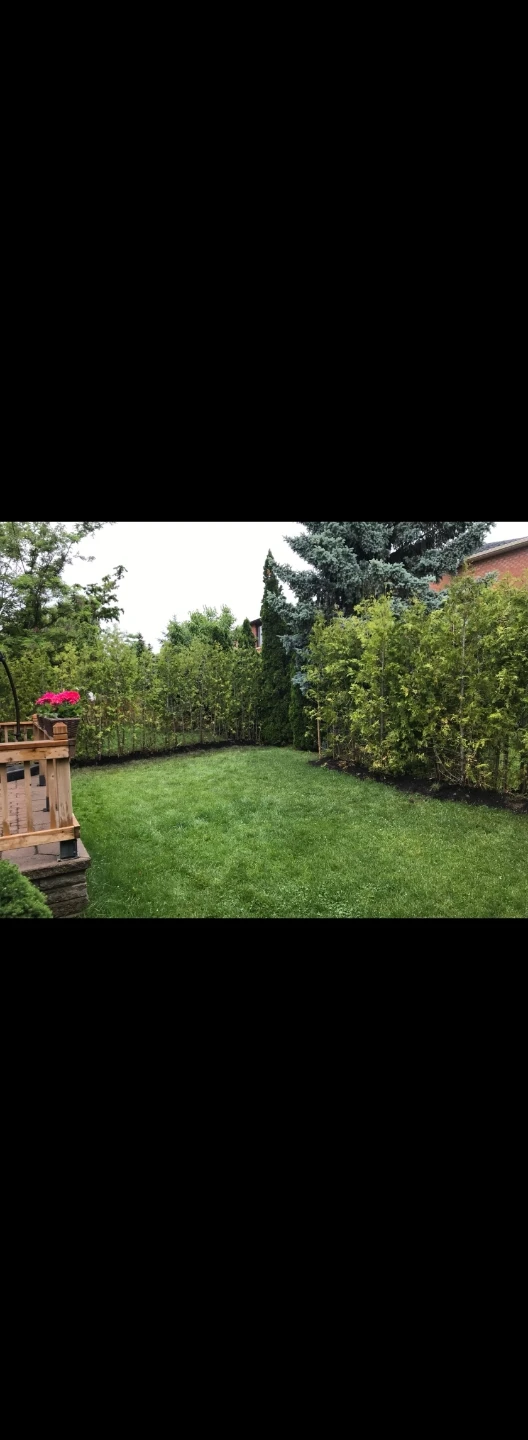 Arborvitae Trees for Privacy Hedge - photo 2