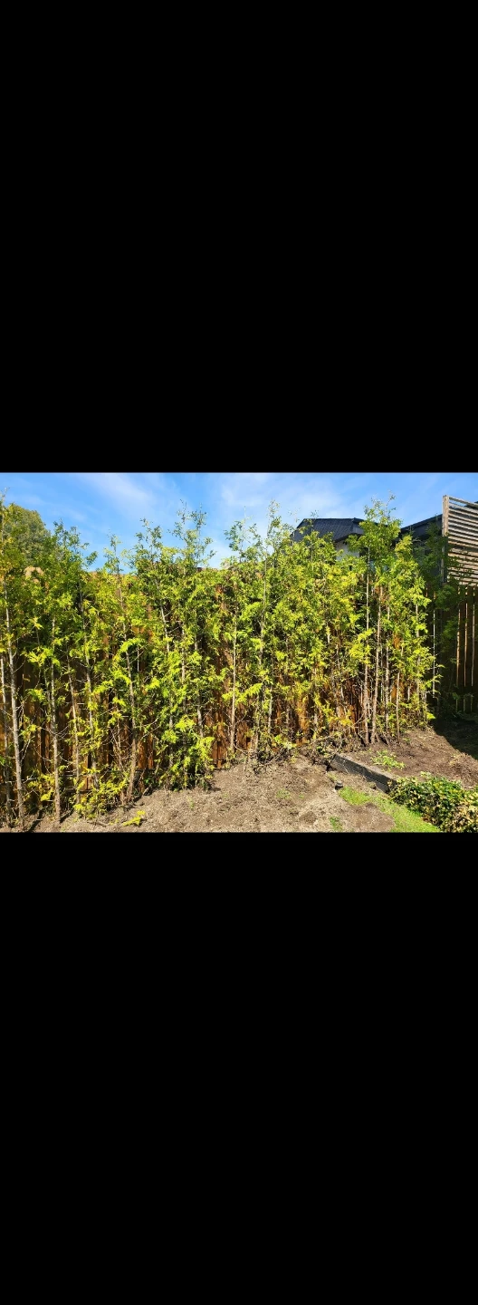 Arborvitae Trees for Privacy Hedge - photo 3
