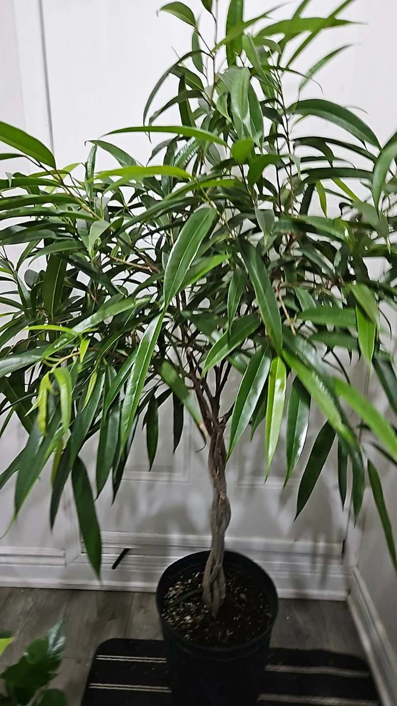 Twisted Ficus Tree