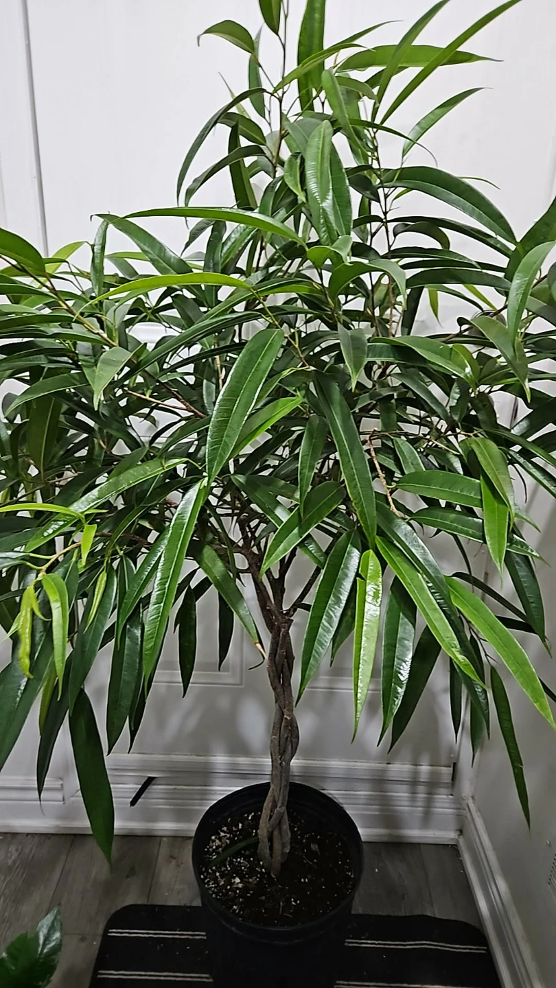 Twisted Ficus Tree - photo 2