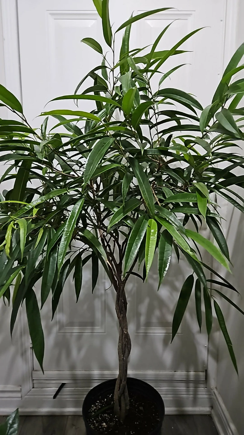 Twisted Ficus Tree - photo 3