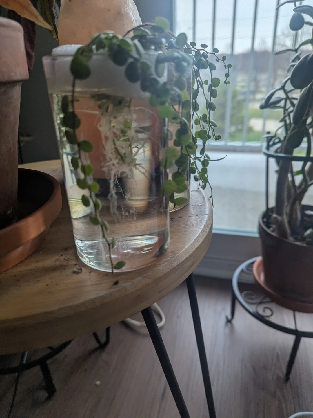 String of Turtles Plant Cutting