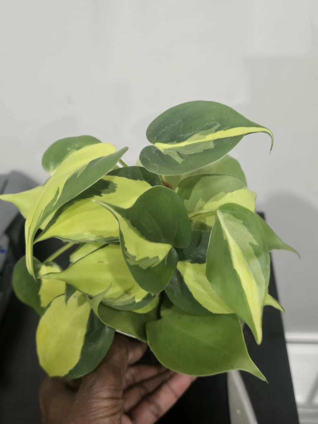 Philodendron Brasil Plant - photo 3