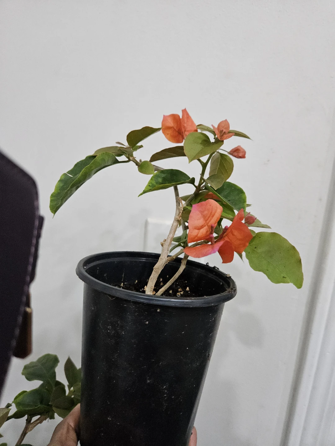 Bougainvillea Plant with Orange Flowers