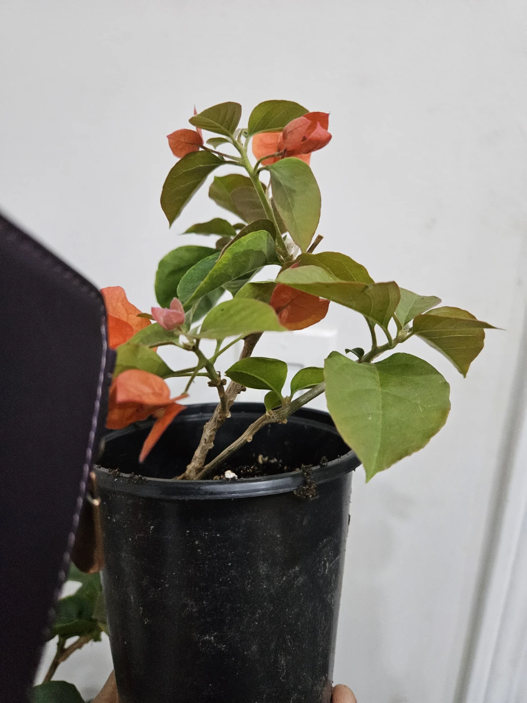 Bougainvillea Plant with Orange Flowers - photo 2