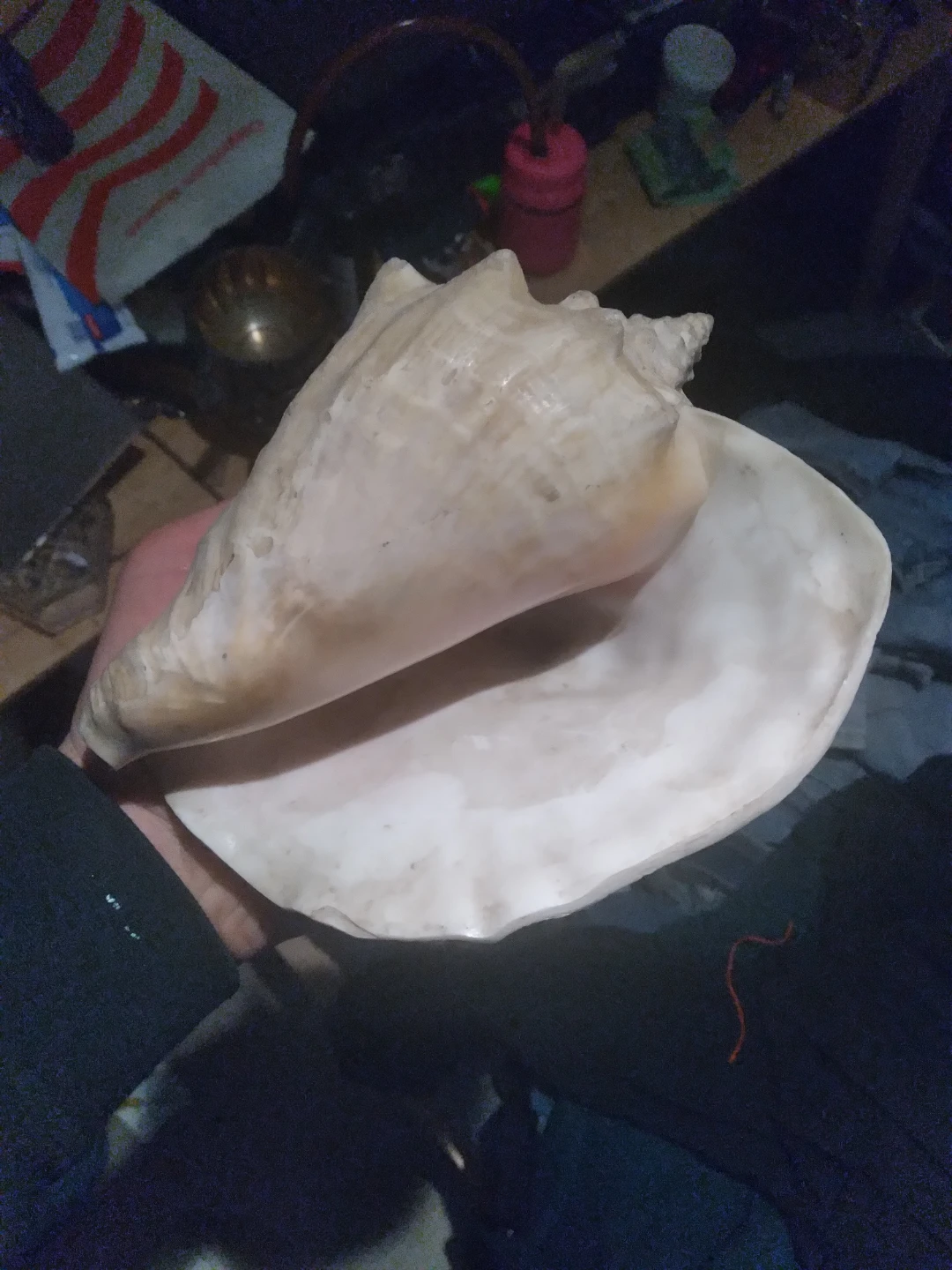 Large hermit Crab shell  8 1/2 inches X 8 inches