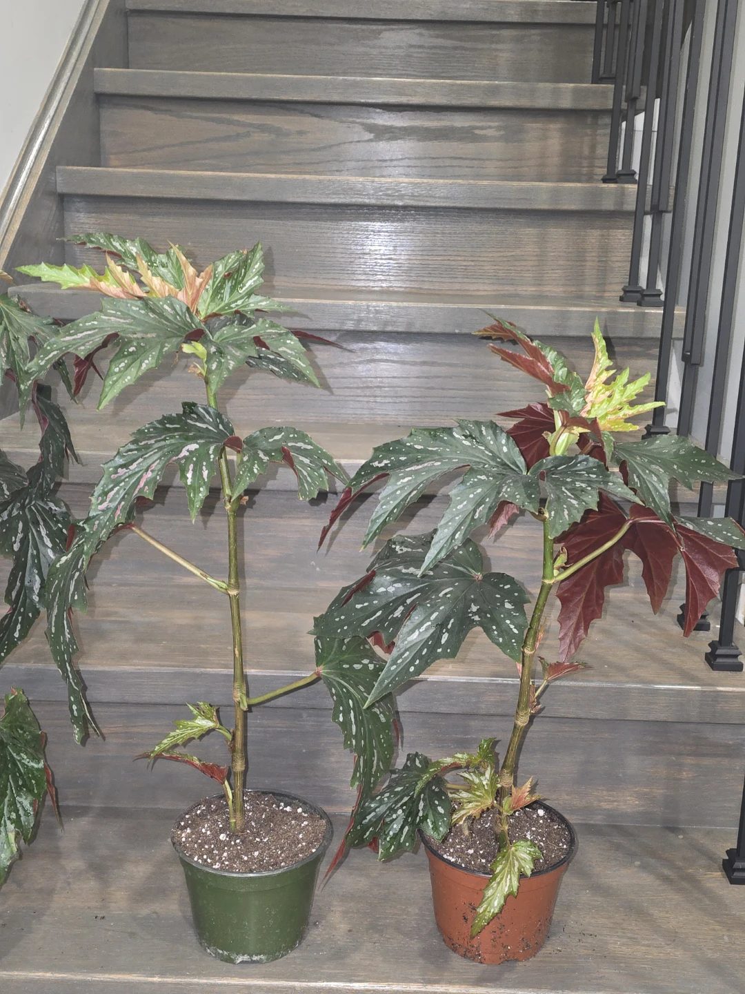 Angel wing begonia 6"pot