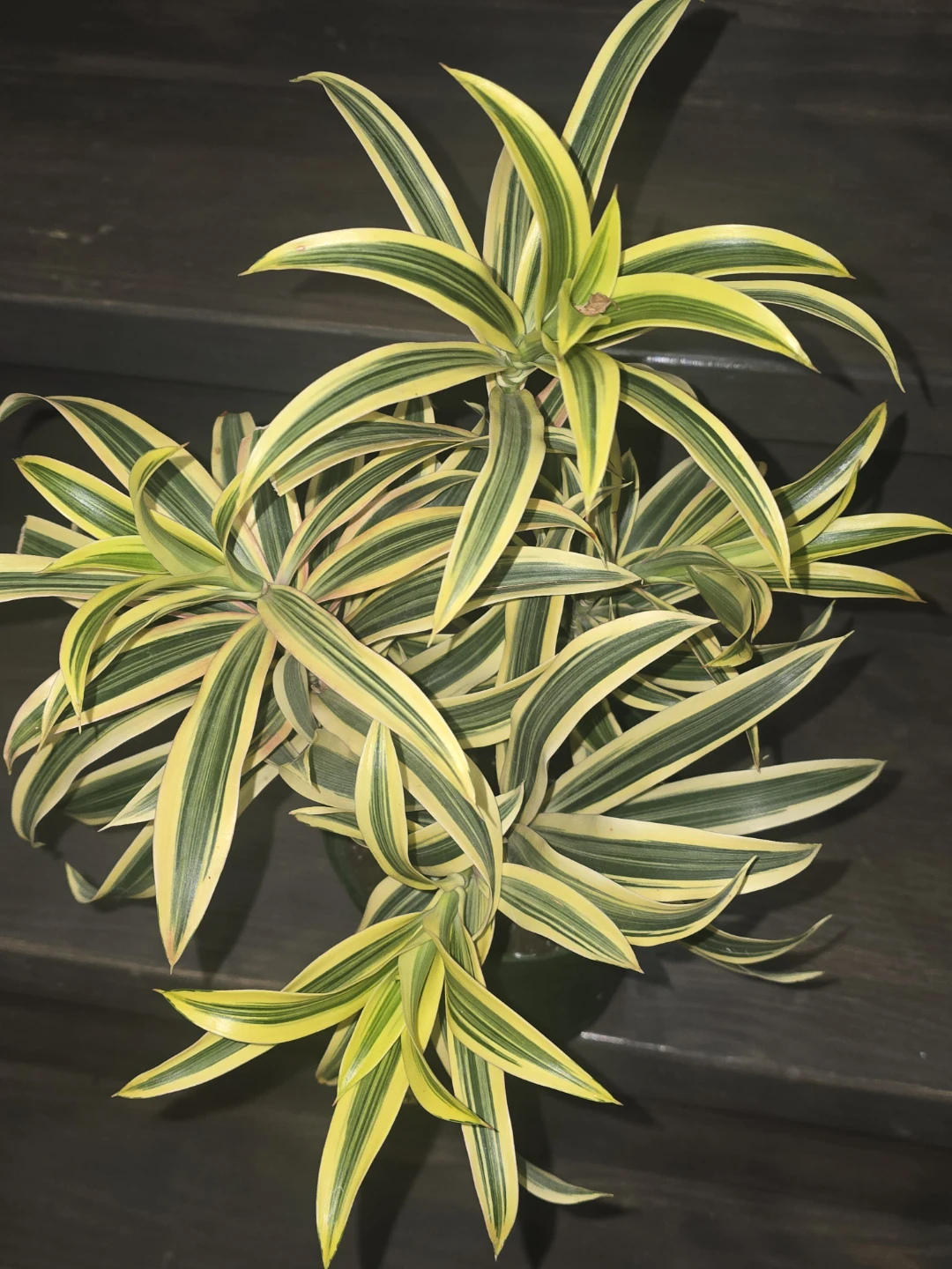 Variegated Dracaena Plant.  Song of India - photo 2
