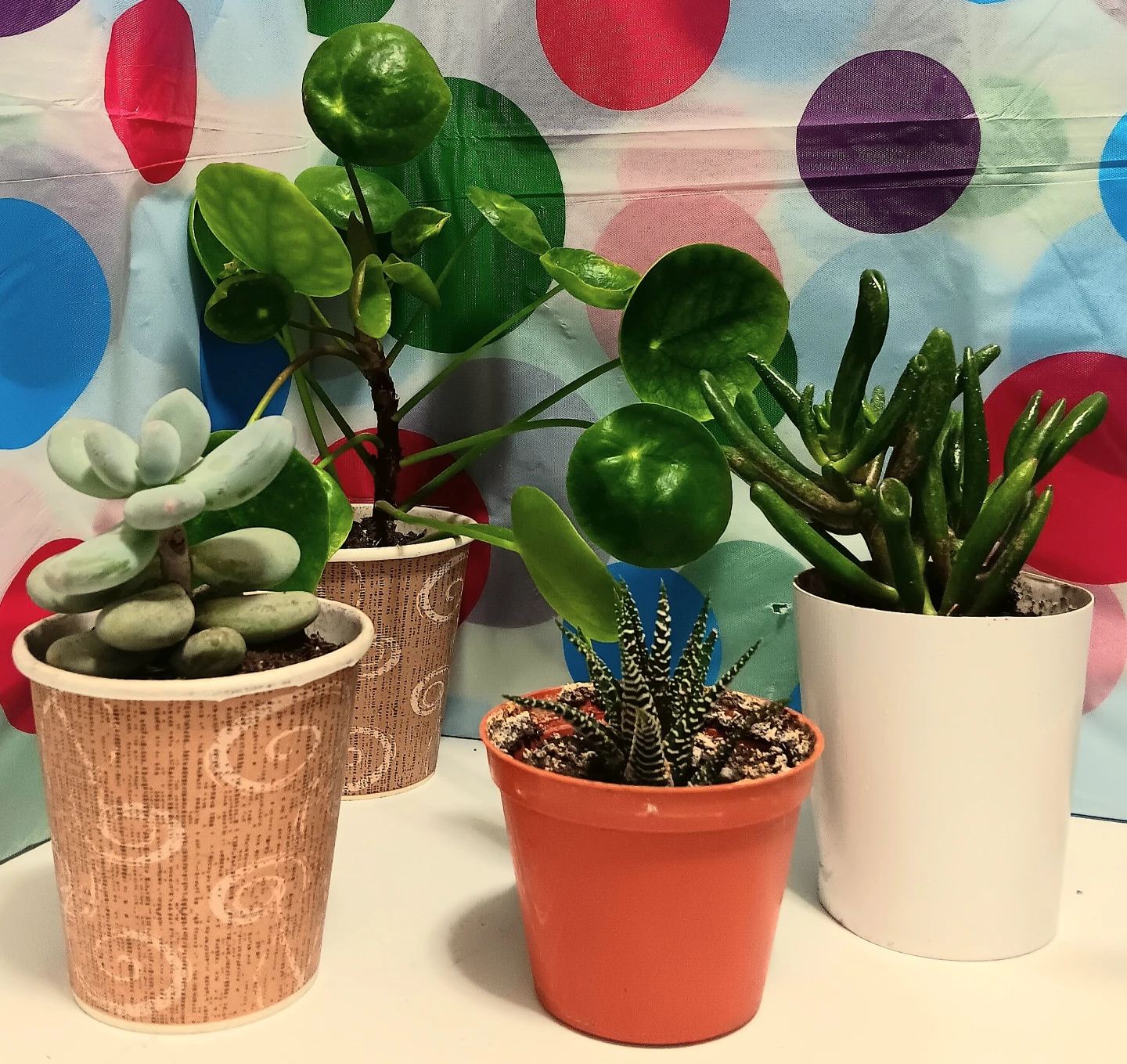 🪴Variety Pack House Plants Bundle🪴 - photo 2