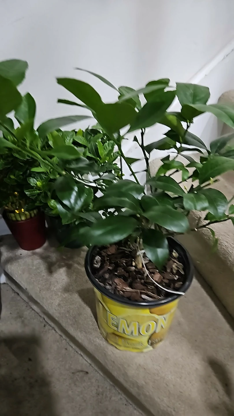 Lemon Tree Plant