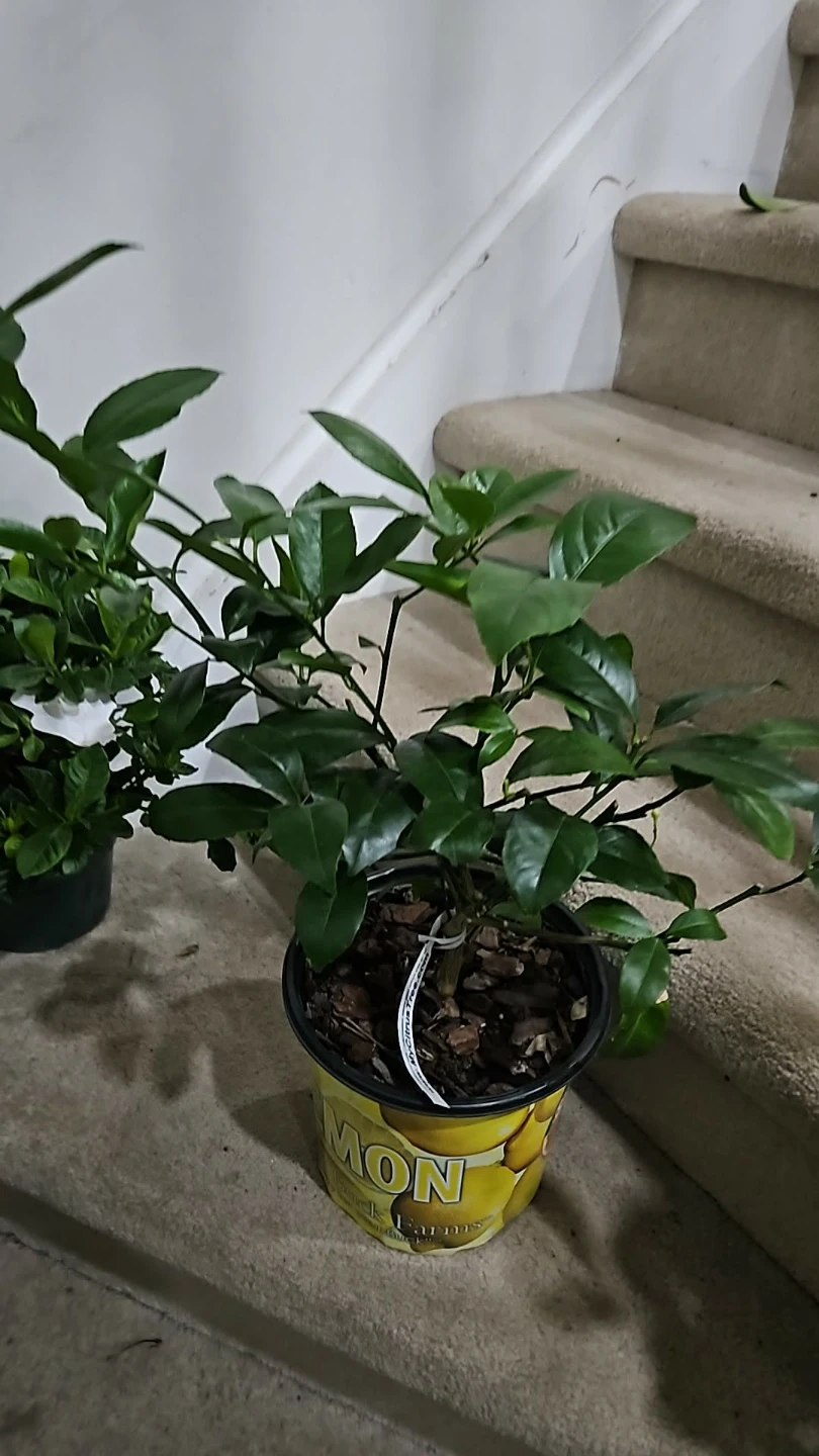 Lemon Tree Plant - photo 2