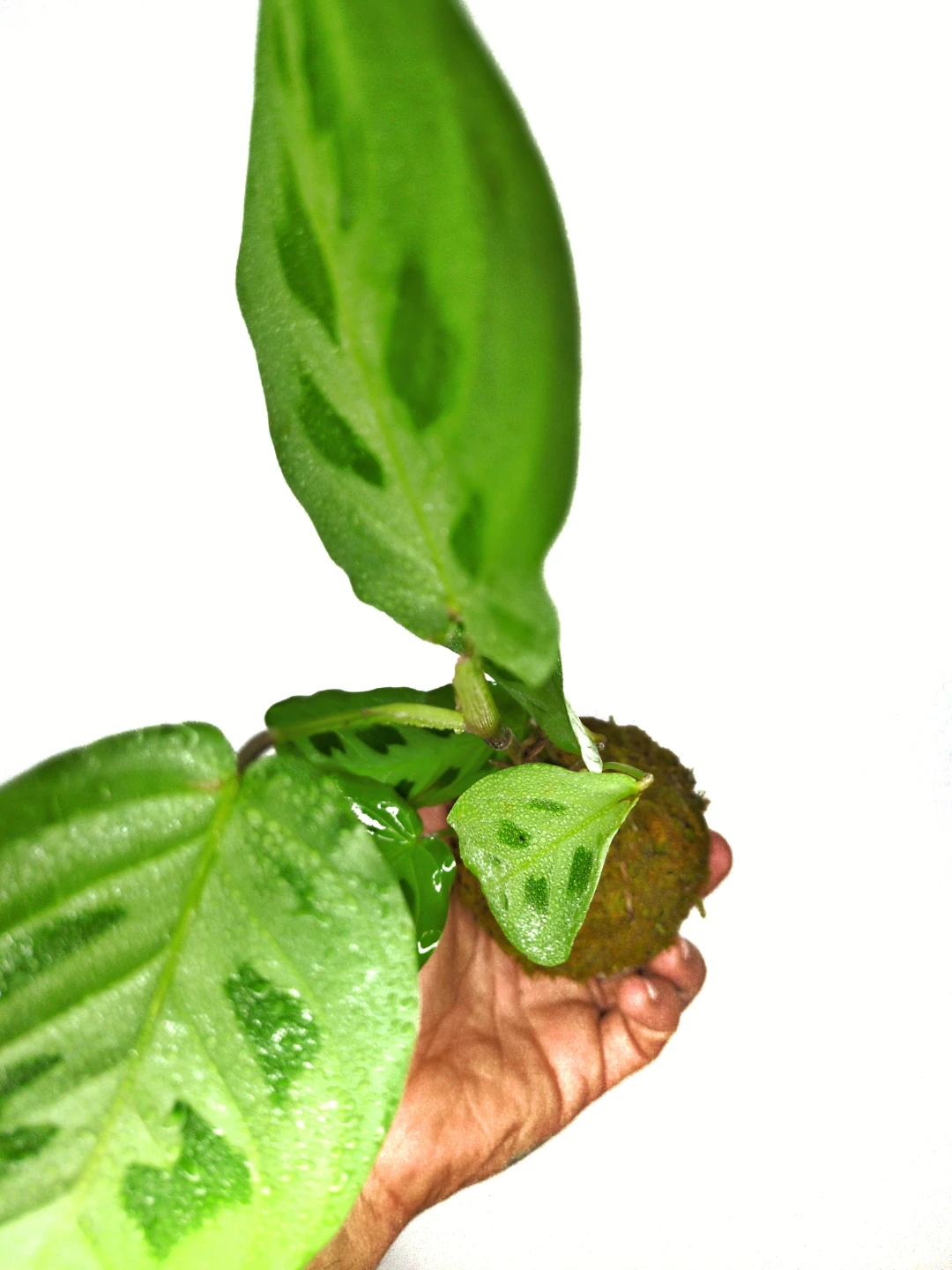 Prayer Plant kokedama