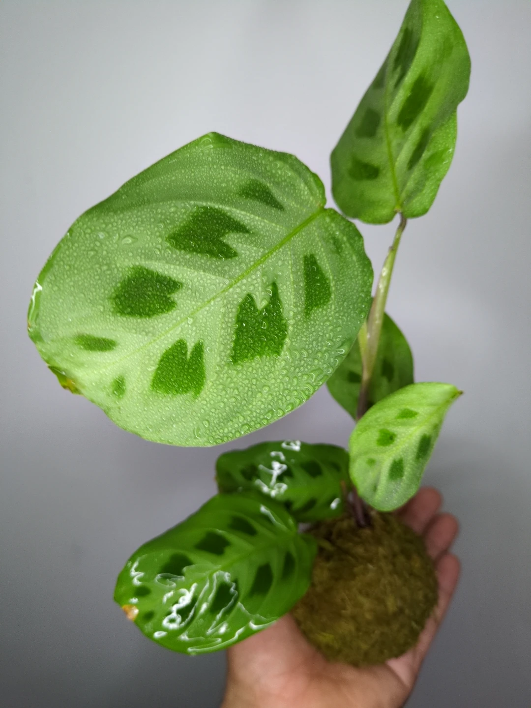 Prayer Plant kokedama - photo 2