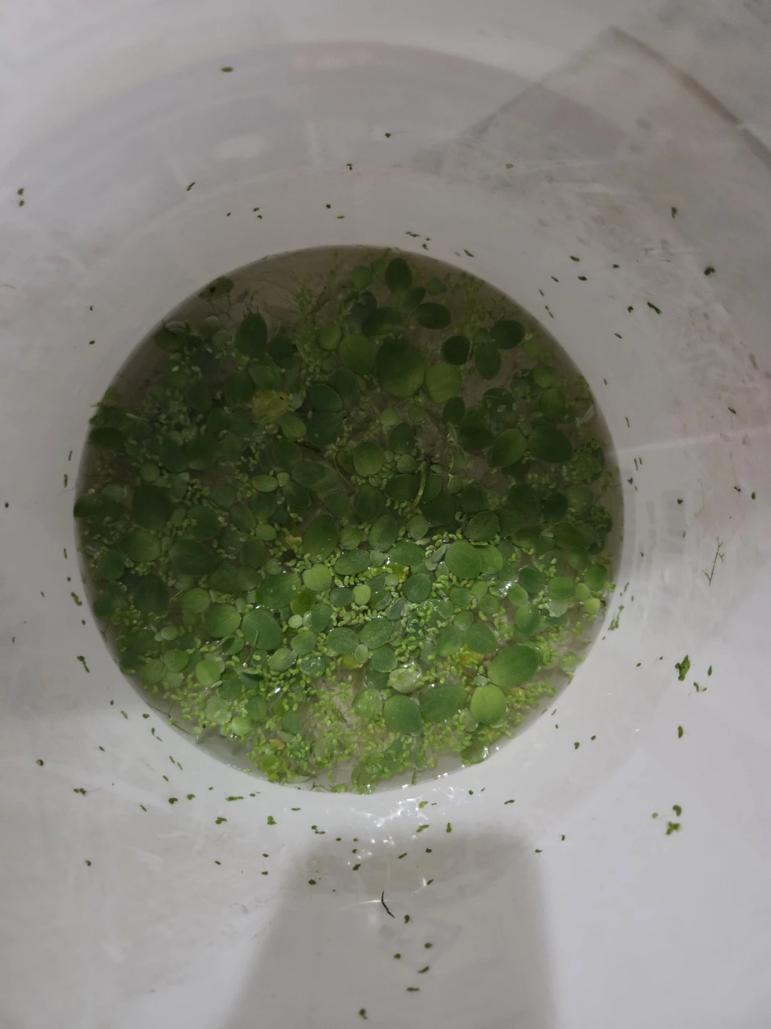 Free Aquarium Plants