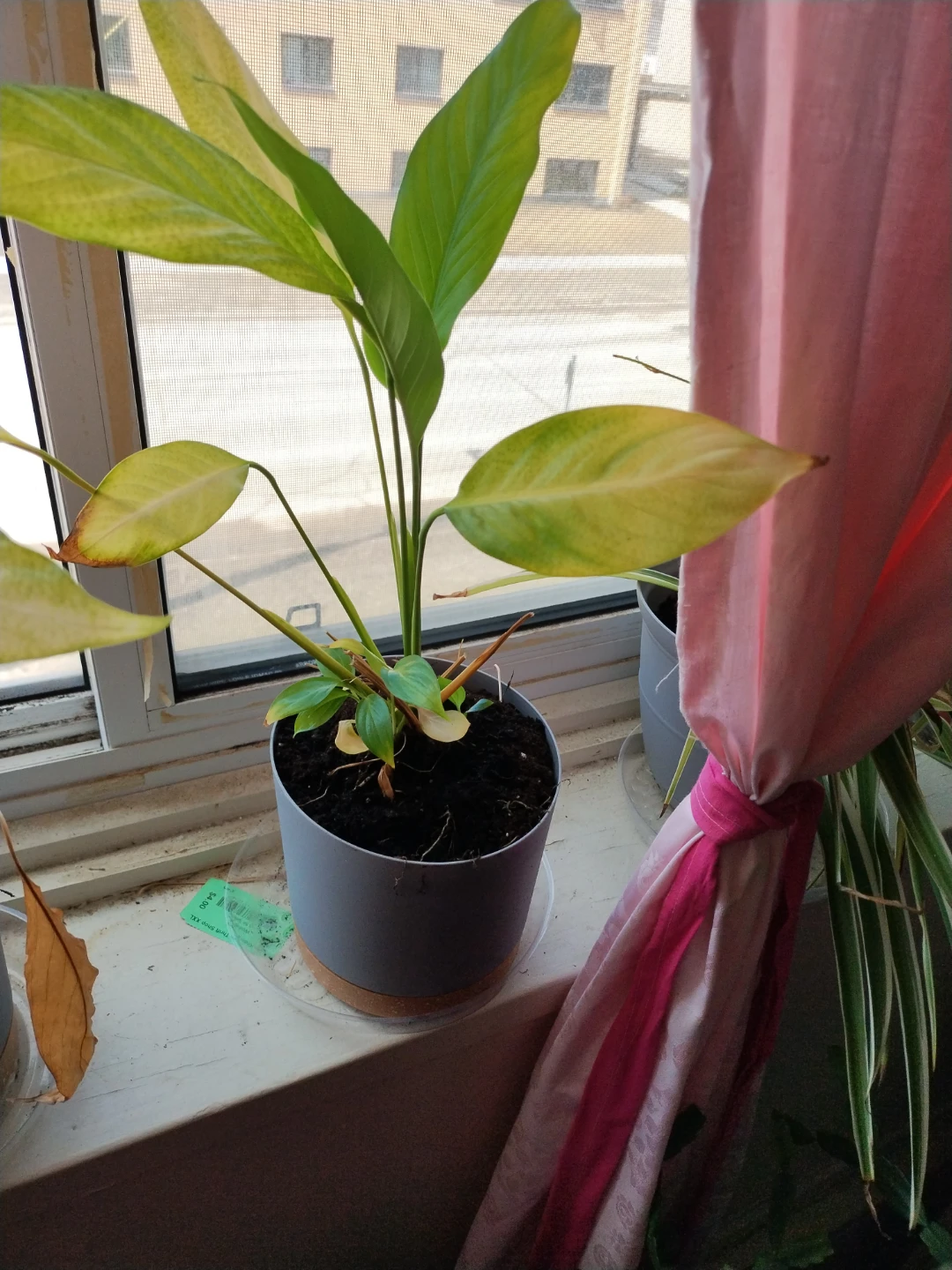 Potted Plant - Green and Yellow Leaves
