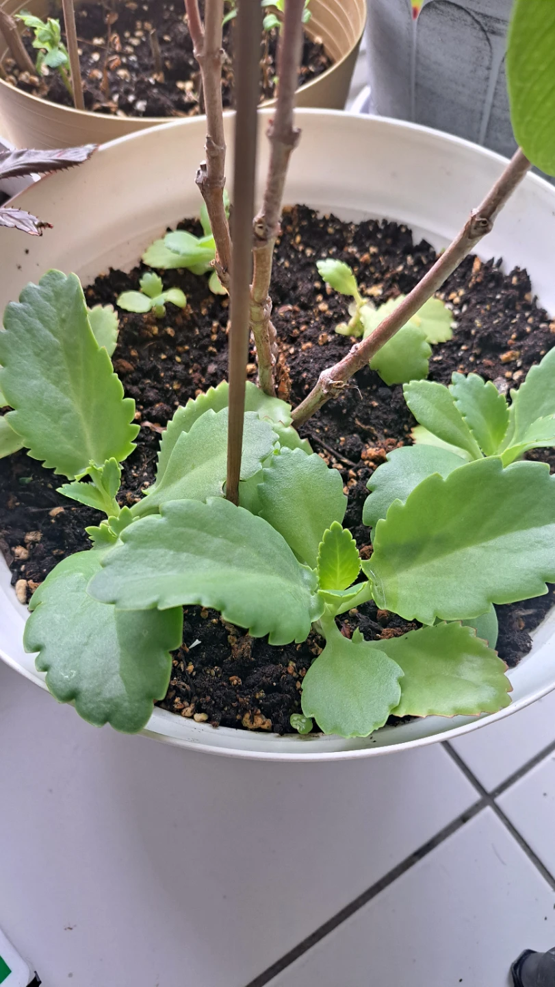 Mother of Thousands plant baby