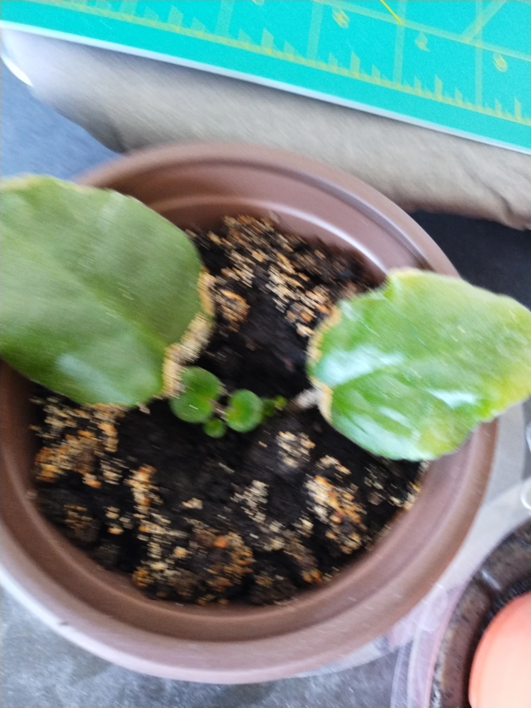 Plant Cuttings in Pot