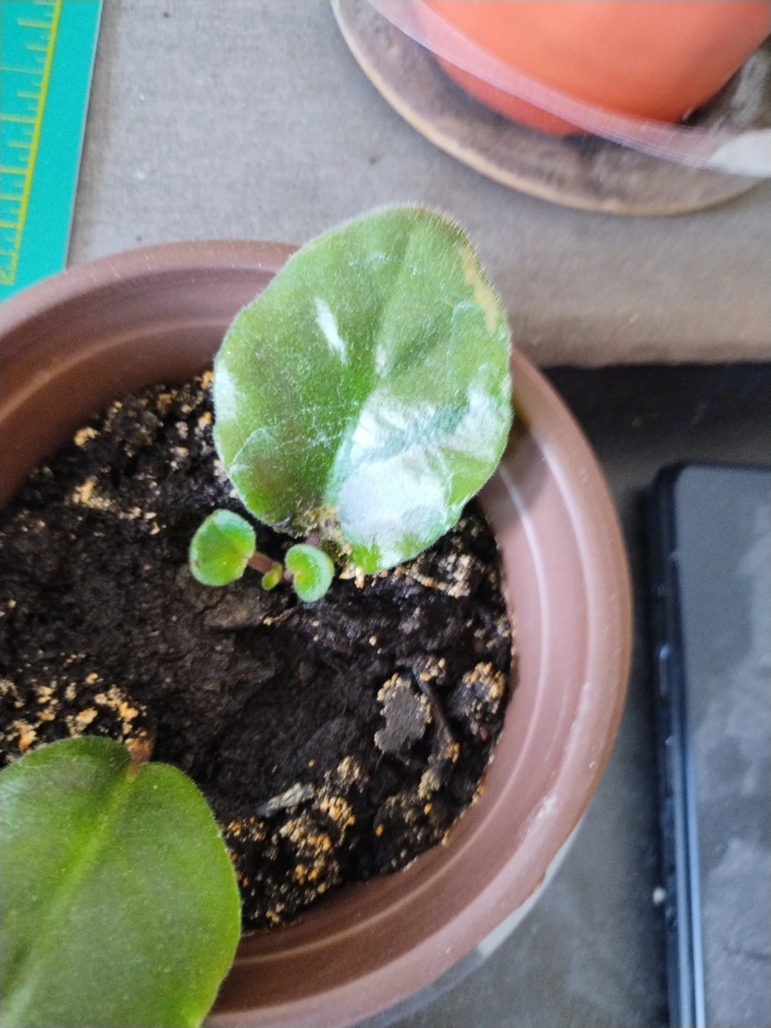 Plant Cuttings in Pot - photo 2