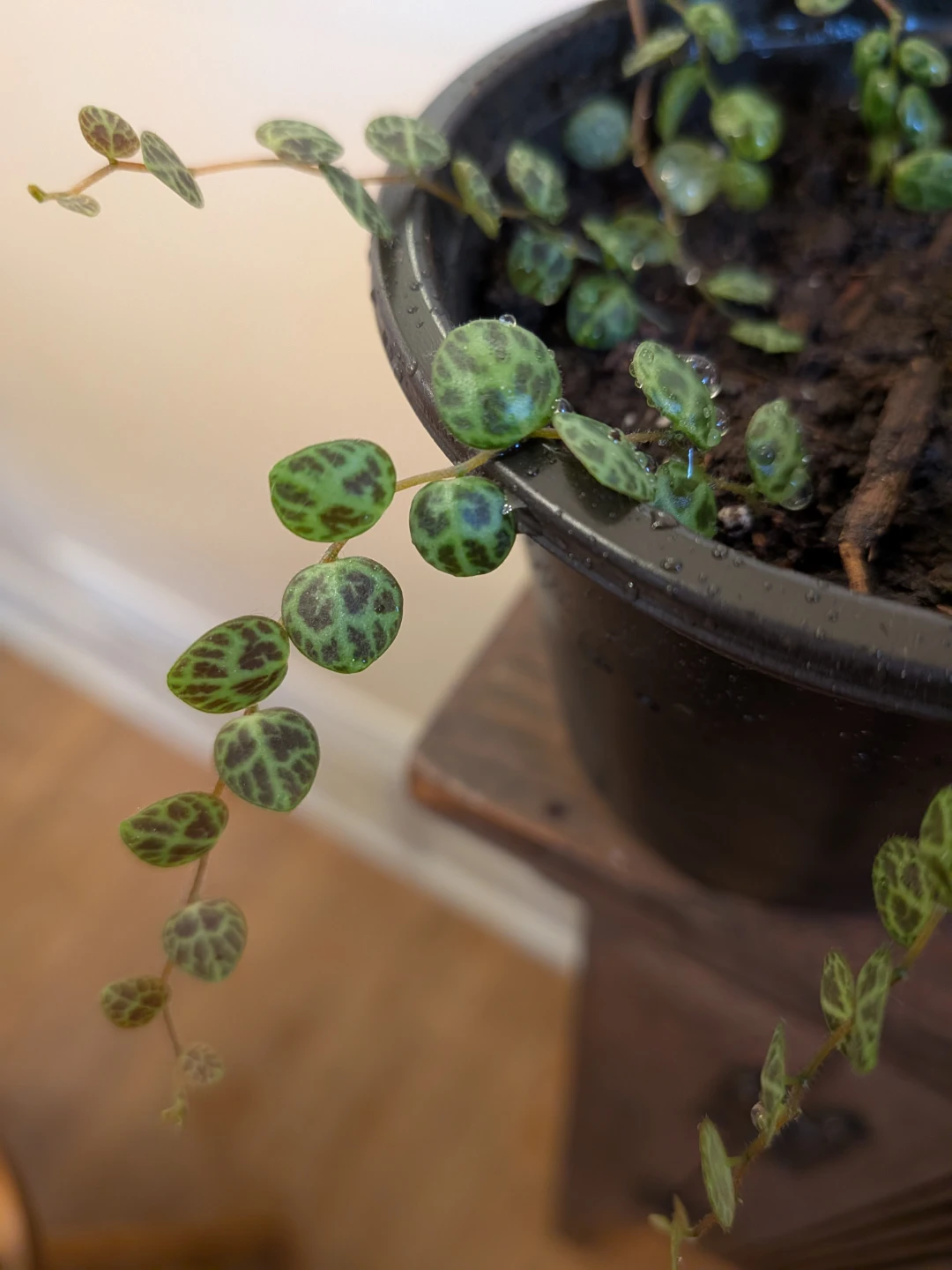 String of Turtles