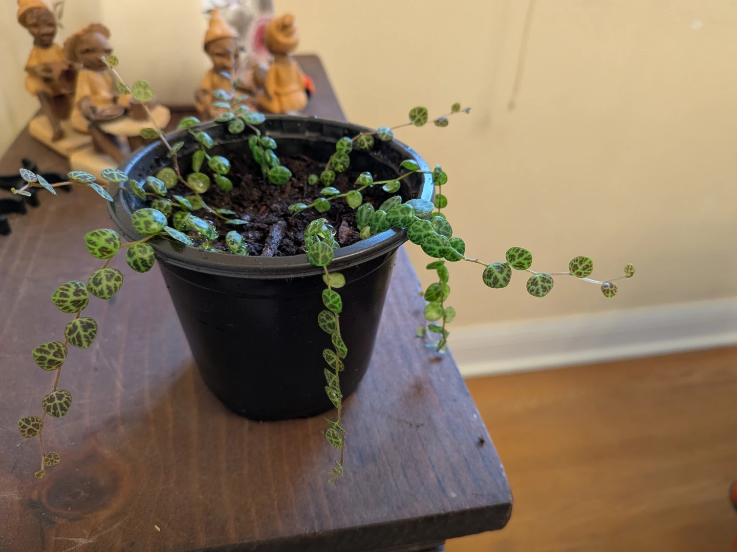 String of Turtles - photo 3