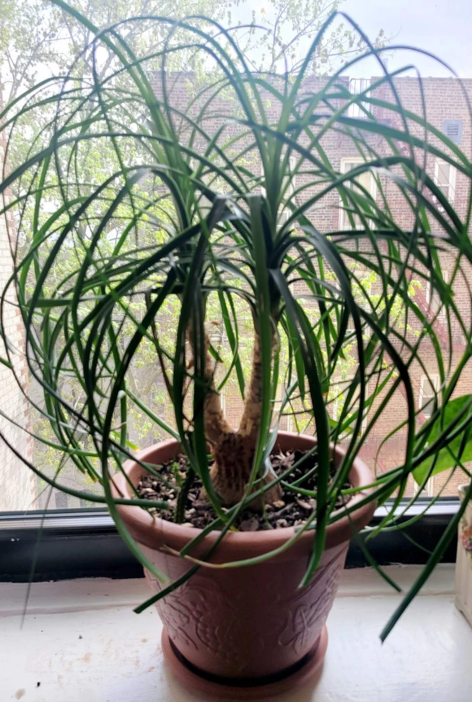 Ponytail Palm Plant in Decorative Pot