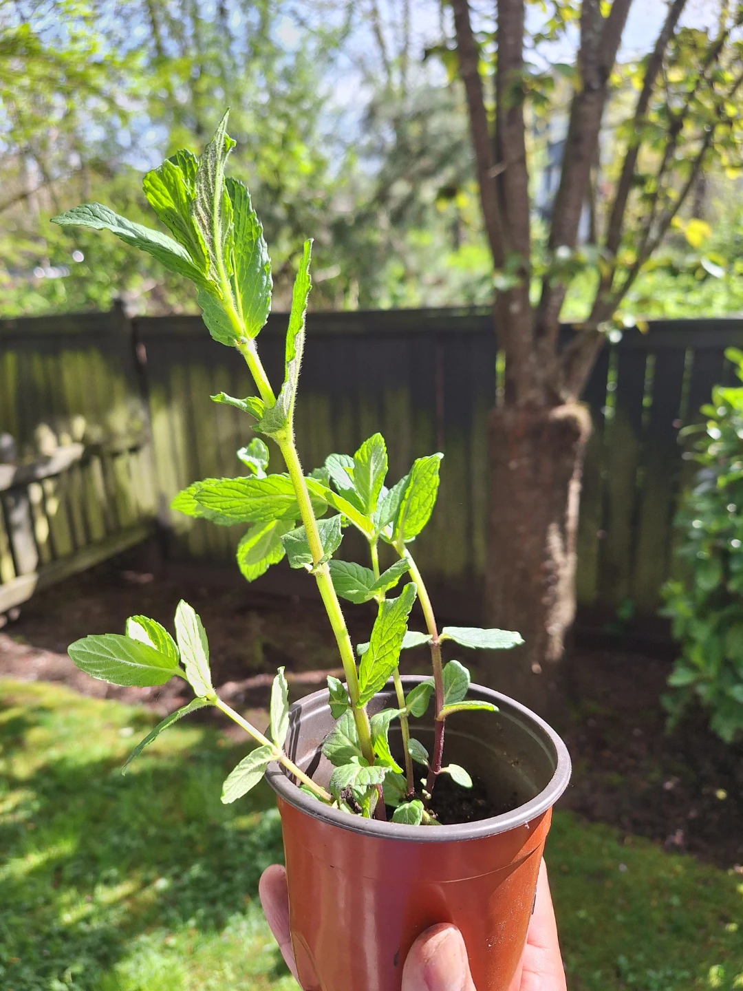 Mint plant seedling