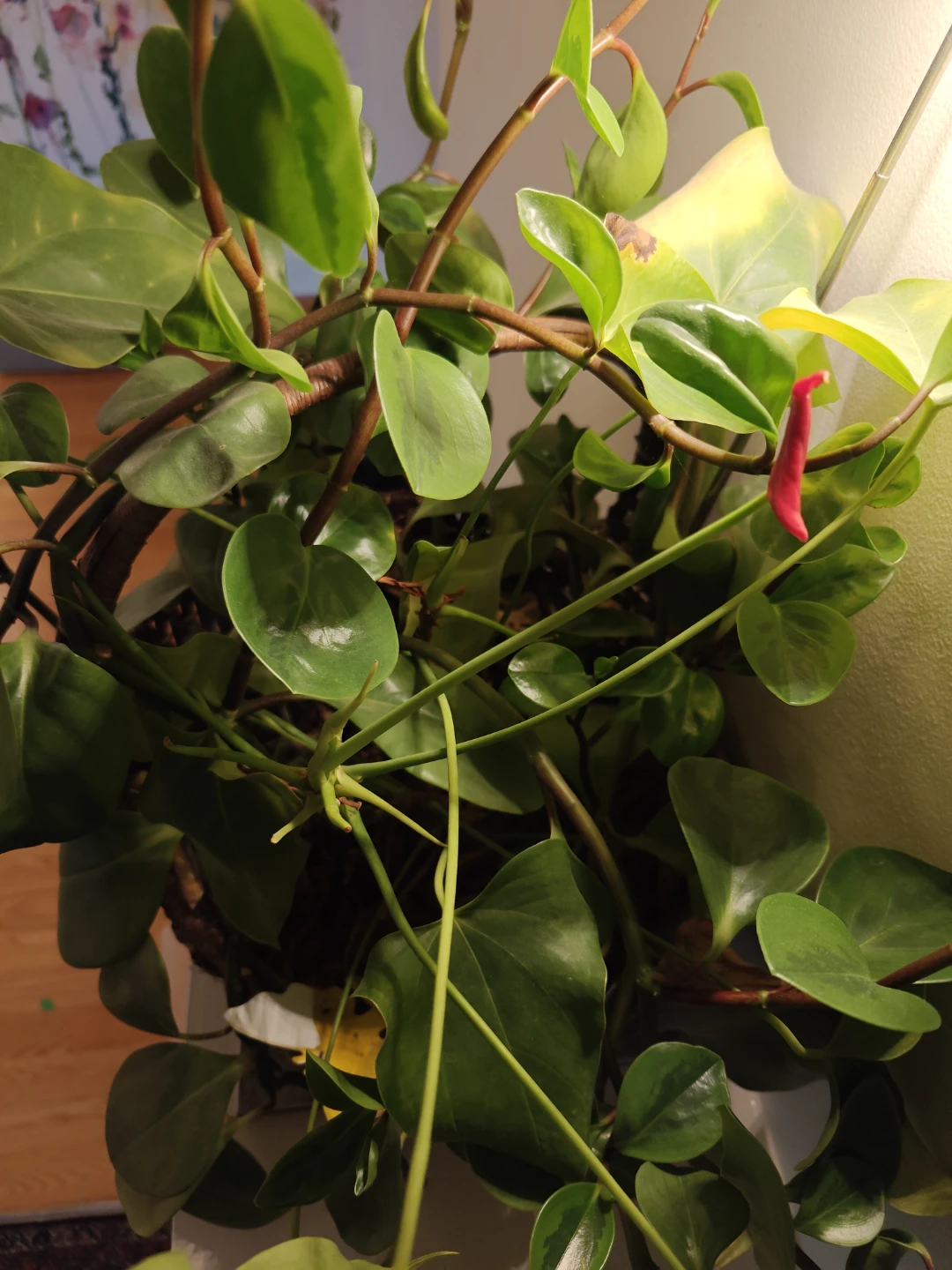 Healthy Houseplant in Wicker Basket - photo 2