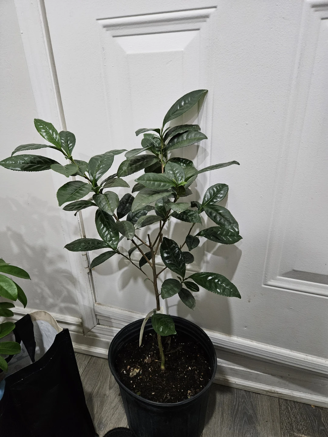 Young Tea Plant🌱