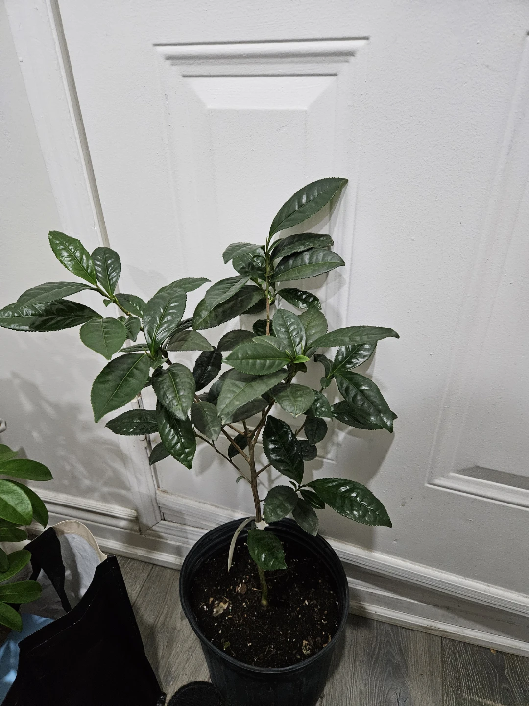 Young Tea Plant🌱 - photo 2