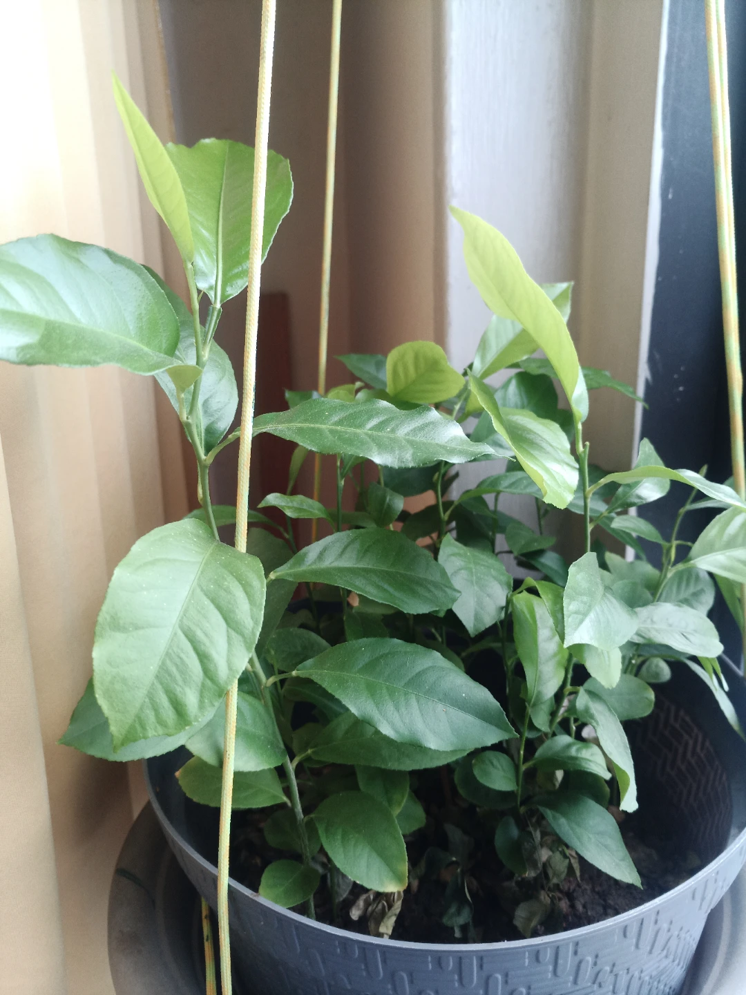 🌱Potted Lemon Tree Sapling