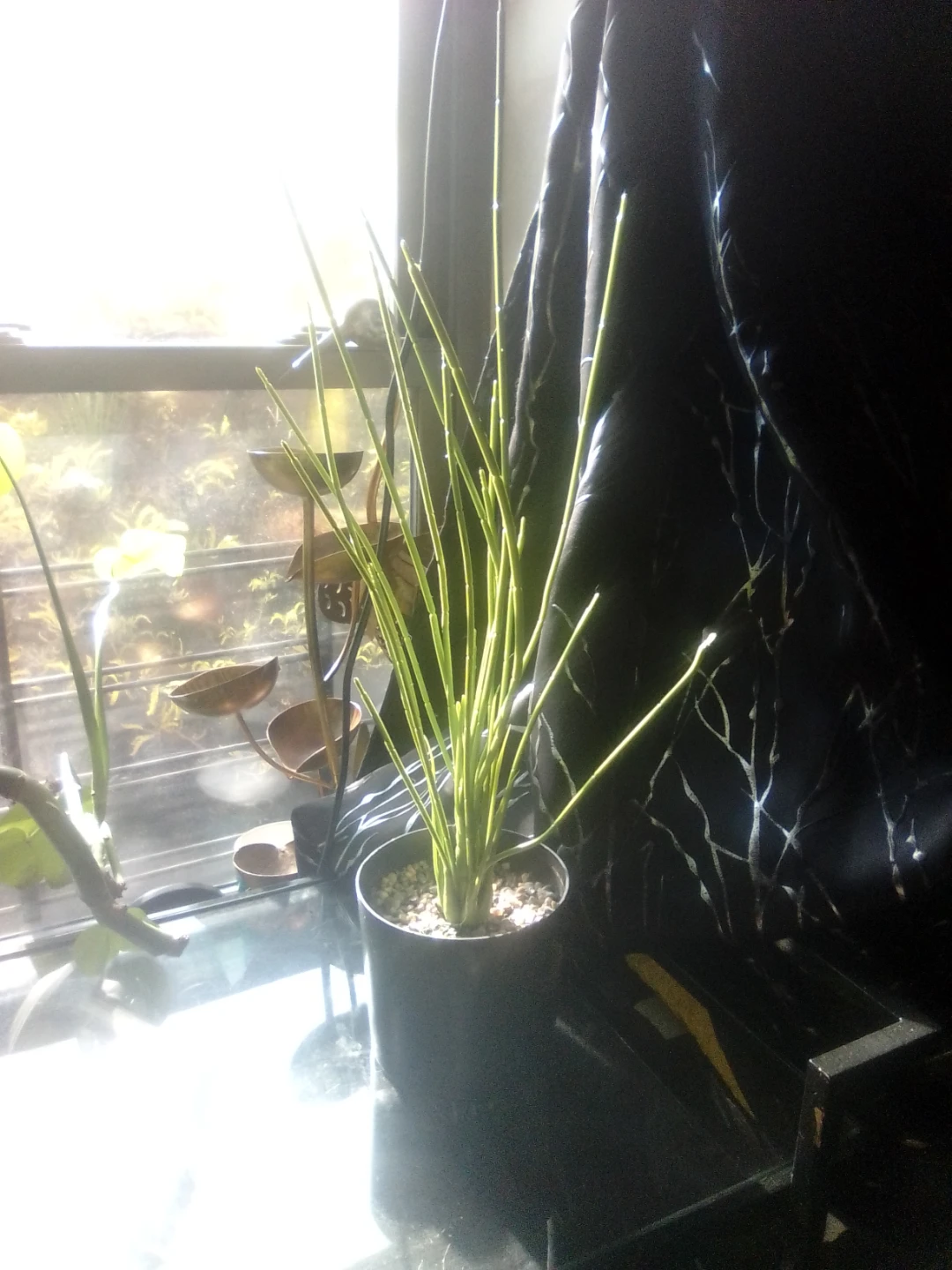Pencil Cactus Plant