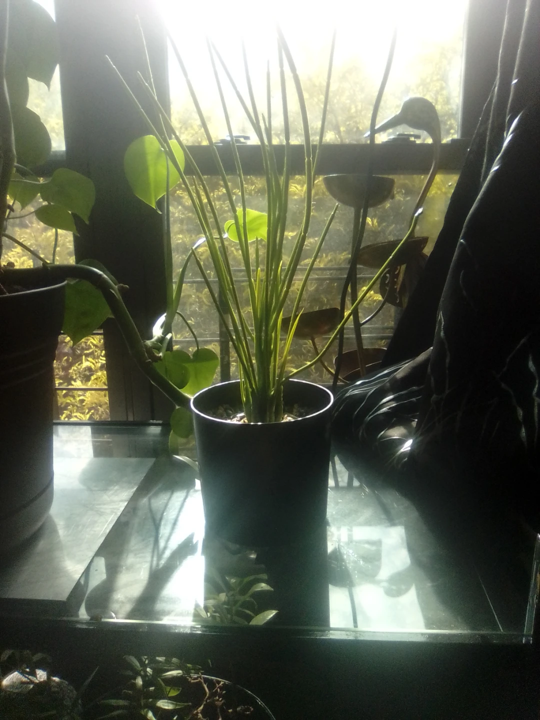 Pencil Cactus Plant - photo 3