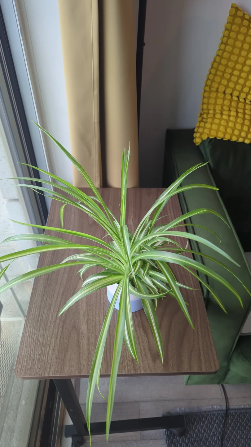 Spider Plant in Pot