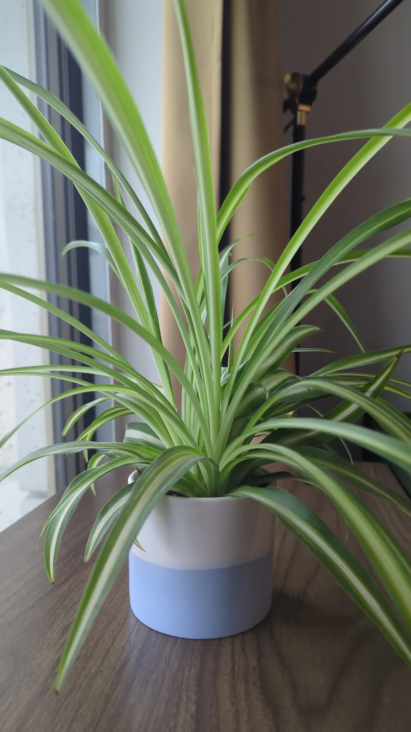Spider Plant in Pot - photo 2