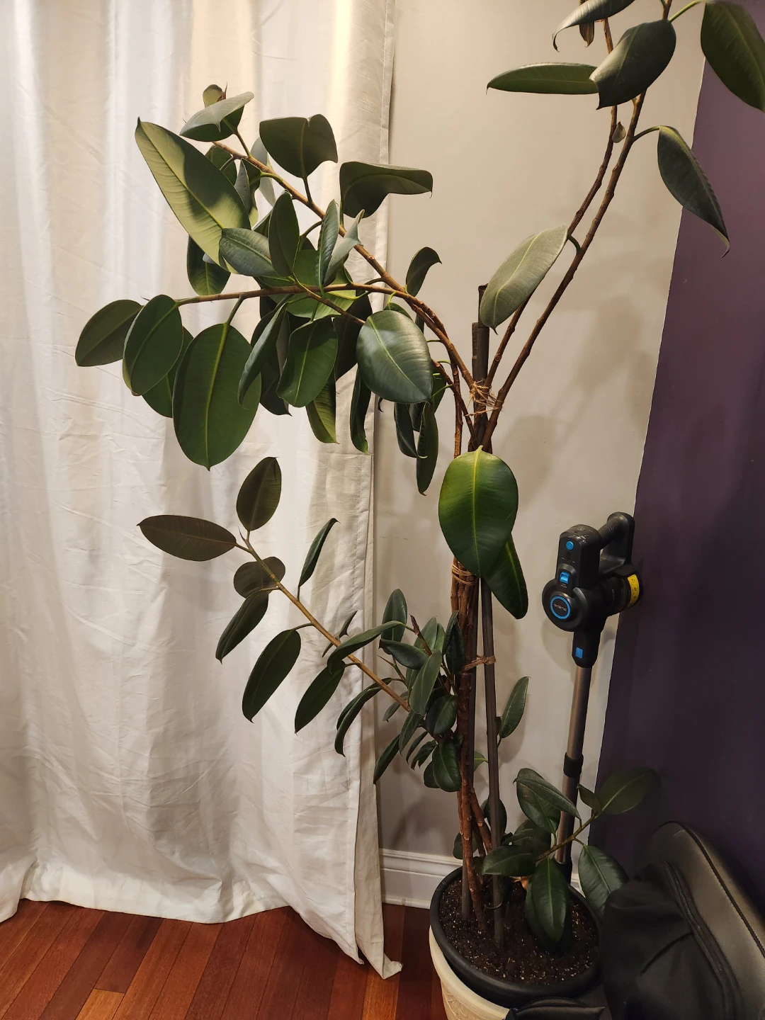 Rubber Plant